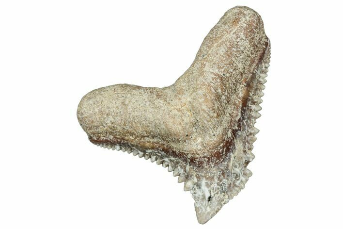 Tiger Shark (Galeocerdo Eaglesomi) Tooth - Dakhla, Morocco #321953
